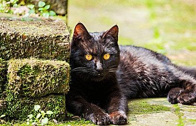 因预计销售不佳 Bioware曾取消一部NDS作品《质量效应：海盗船》